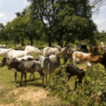 Bulletin de surveillance pastorale sur le Burkina Faso – Avril – Mai 2025