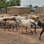 Bulletin de surveillance pastorale sur la région nord de la Côte d’Ivoire – Avril–Mai 2025