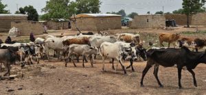 Bulletin de surveillance pastorale sur la région nord de la Côte d’Ivoire – Avril–Mai 2025