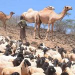 Bulletin de surveillance pastorale sur le Niger – Avril-Mai 2025