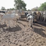 Bulletin de surveillance pastorale sur le Sénégal – Avril – Mai 2025