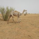 Bulletin bimestriel de la surveillance pastorale sur le Sahel Avril-Mai 2025