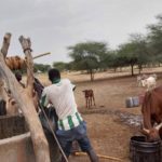 Bulletin de surveillance pastorale sur le Mali – Juin-Juillet 2025