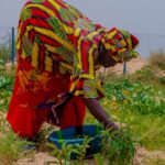 Bulletin de surveillance multisectorielle sur les régions de Tombouctou et Taoudenni au Mali – Juin-Juillet 2025
