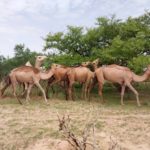Bulletin de Surveillance Pastorale de la Mauritanie – Juin-Juillet 2025