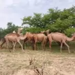 Bulletin de Surveillance Pastorale de la Mauritanie – Juin-Juillet 2025
