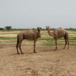 Bulletin de surveillance pastorale sur le Niger – Juin-Juillet 2025