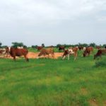 Bulletin d’analyse de la production de biomasse au Sahel à la mi-saison de l’hivernage 2025