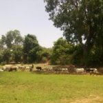 Bulletin de surveillance pastorale sur le Burkina Faso – Juin-Juillet 2025
