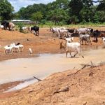Bulletin de surveillance pastorale sur la région nord de la Côte d’Ivoire – Juin-Juillet 2025