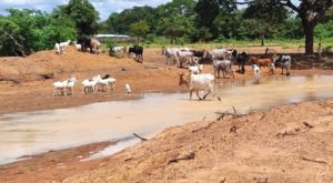 Bulletin de surveillance pastorale sur la région nord de la Côte d’Ivoire – Juin-Juillet 2025