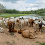 Rapport d’analyse de production de biomasse en 2025 sur le nord de la Côte d’Ivoire