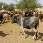 Bulletin de surveillance pastorale sur le Mali – Août-Septembre 2025