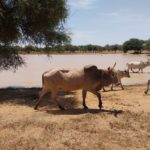 Bulletin de Surveillance Pastorale de la Mauritanie – Août-Septembre 2025