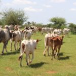 Bulletin de surveillance pastorale sur le Sénégal – Août-Septembre 2025