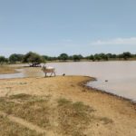 Bulletin de surveillance pastorale sur le Niger – Août-Septembre 2025