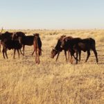 Rapport d’analyse de production de biomasse en 2025 sur le Niger