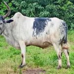 Bulletin de surveillance pastorale sur le Burkina Faso – Août-Septembre 2025