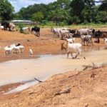 Bulletin de surveillance pastorale sur la région nord de la Côte d’Ivoire – Août-Septembre 2025