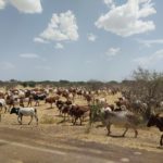 Bulletin de Surveillance Pastorale de la Mauritanie – Octobre-Novembre 2025