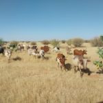 Rapport d’analyse de production de biomasse en 2025 sur le Sahel