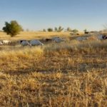 Rapport d’analyse de production de biomasse en 2025 sur le Burkina Faso