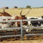 Bulletin de surveillance pastorale sur le Mali – Octobre-Novembre 2025