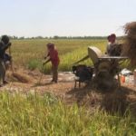 Bulletin de surveillance multisectorielle sur les régions de Tombouctou et Taoudenni au Mali – Octobre-Novembre 2025