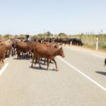 Bulletin de surveillance pastorale sur le Niger – Octobre-Novembre 2025