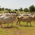 Bulletin de surveillance pastorale sur le Sénégal – Octobre-Novembre 2025