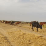 Bulletin de surveillance pastorale sur le Mali – Décembre 2025 - Janvier 2026