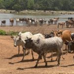 Bulletin de surveillance pastorale sur la région nord de la Côte d’Ivoire – Octobre-Novembre 2025
