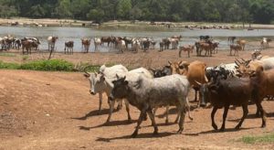 Bulletin de surveillance pastorale sur la région nord de la Côte d’Ivoire – Octobre-Novembre 2025