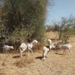 Bulletin de Surveillance Pastorale de la Mauritanie – Décembre 2025 - Janvier 2026