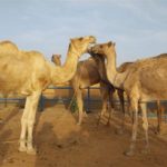 Bulletin de surveillance pastorale sur le Niger – Décembre 2025 – Janvier 2026