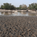 Bulletin de surveillance pastorale sur le Sénégal – Décembre 2025 – Janvier 2026