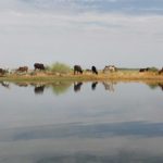 Bulletin bimestriel de la surveillance pastorale sur le Sahel Octobre-Novembre 2025