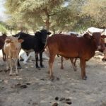 Bulletin bimestriel de la surveillance pastorale sur le Sahel Décembre 2025-Janvier 2026