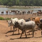 Bulletin de surveillance pastorale sur la région nord de la Côte d’Ivoire – Décembre 2025 - Janvier 2026