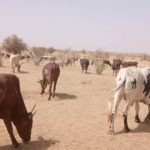 Bulletin de surveillance pastorale sur le Mali – Février-Mars 2026