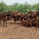 Bulletin de surveillance pastorale sur le Niger – Février-Mars 2026