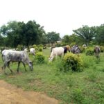 Bulletin de surveillance pastorale sur le Burkina Faso – Octobre-Novembre 2025