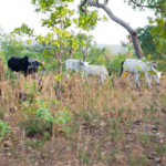 Bulletin de surveillance pastorale sur le Burkina Faso – Décembre 2025 - Janvier 2026
