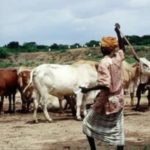 Bulletin de surveillance pastorale sur le Burkina Faso – Février-Mars 2026