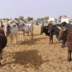 Bulletin de surveillance pastorale sur la région nord de la Côte d’Ivoire – Févier-Mars 2026