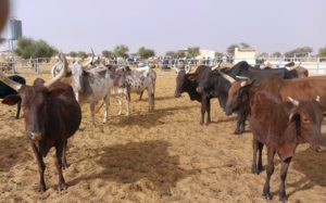 Bulletin de surveillance pastorale sur la région nord de la Côte d’Ivoire – Févier-Mars 2026