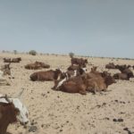 Bulletin de Surveillance Pastorale de la Mauritanie – Février-Mars 2026