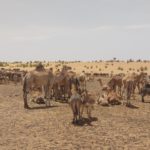 Bulletin bimestriel de la surveillance pastorale sur le Sahel Février-Mars 2026