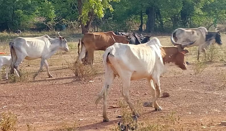 Bulletin de surveillance pastorale sur le Burkina Faso – Avril-Mai 2026