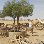 Bulletin de surveillance pastorale sur le Niger – Avril-Mai 2026